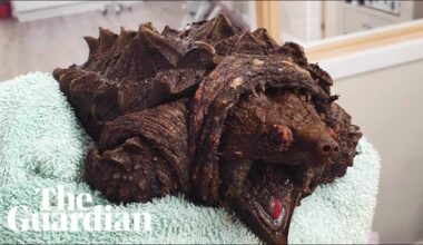 Fluffy the alligator snapping turtle found in Cumbrian tarn