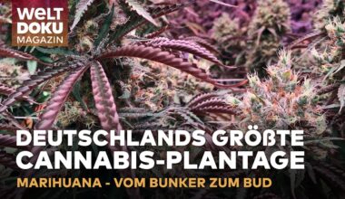 CANNABIS AUS DEM NATO-BUNKER: Deutschland größte & legale Marihuana-Plantage | Magazin