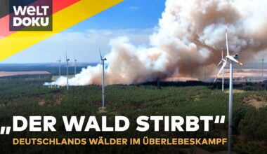 KAMPF GEGEN WALDSTERBEN: Deutschlands Wald stirbt - Neue Baumarten gegen den Klimawandel | WELT Doku