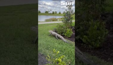 Snapping alligator charges at golfers in buggy causing them to swerve perilously close to pond