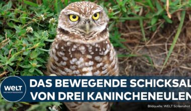 TIERSCHUTZ-ERFOLG: Drei Eulen in den USA werden in die Freiheit entlassen | Gute Nachricht