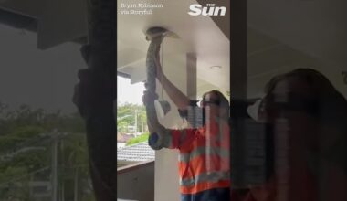 Massive python - and its grisly prey - pulled through home's ceiling by snake catcher