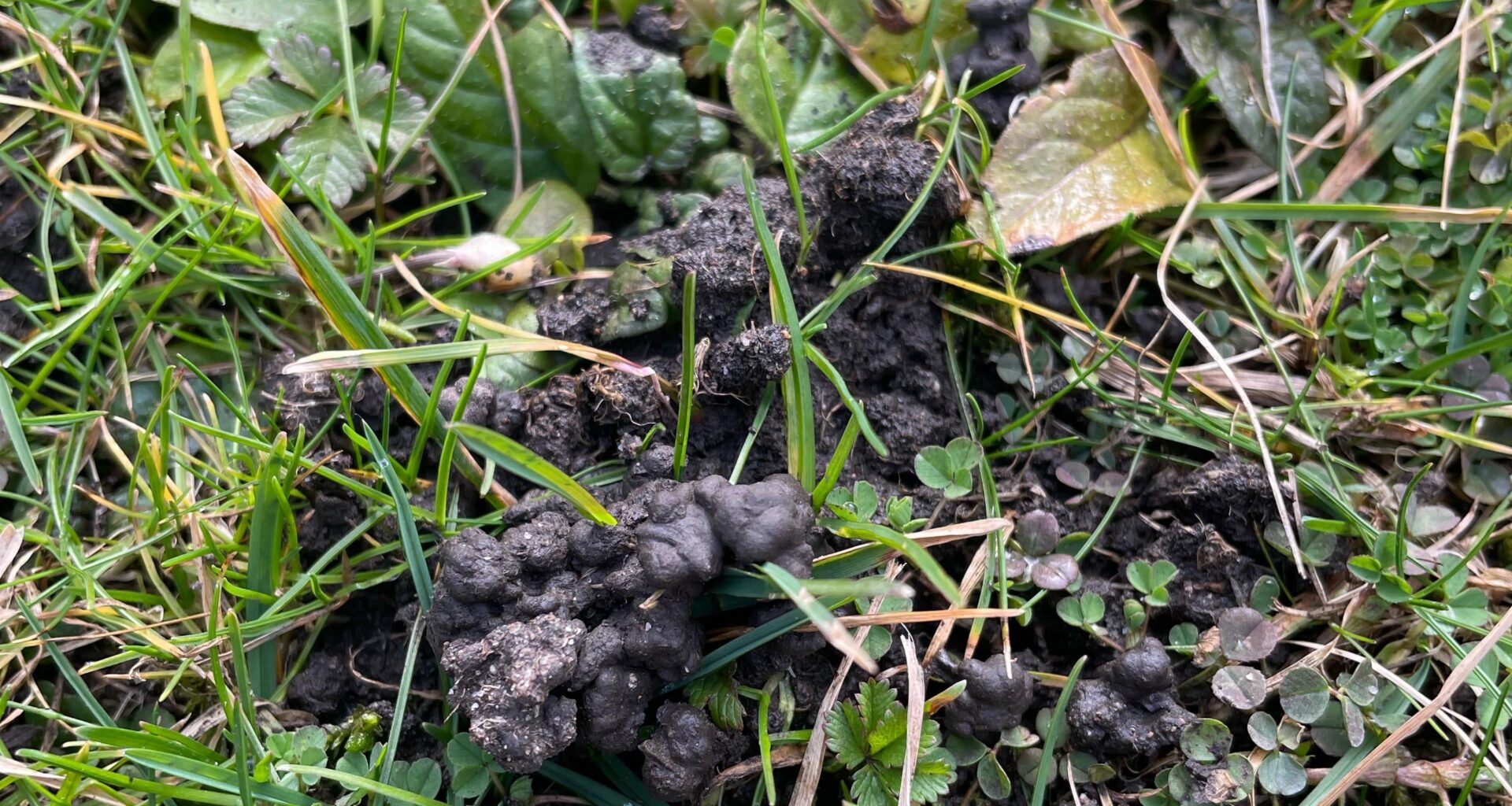 Was lebt in meinem Garten?