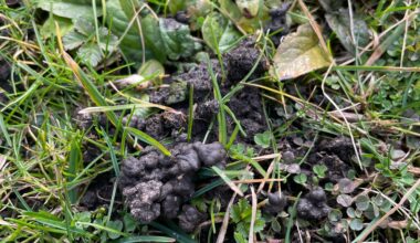 Was lebt in meinem Garten?