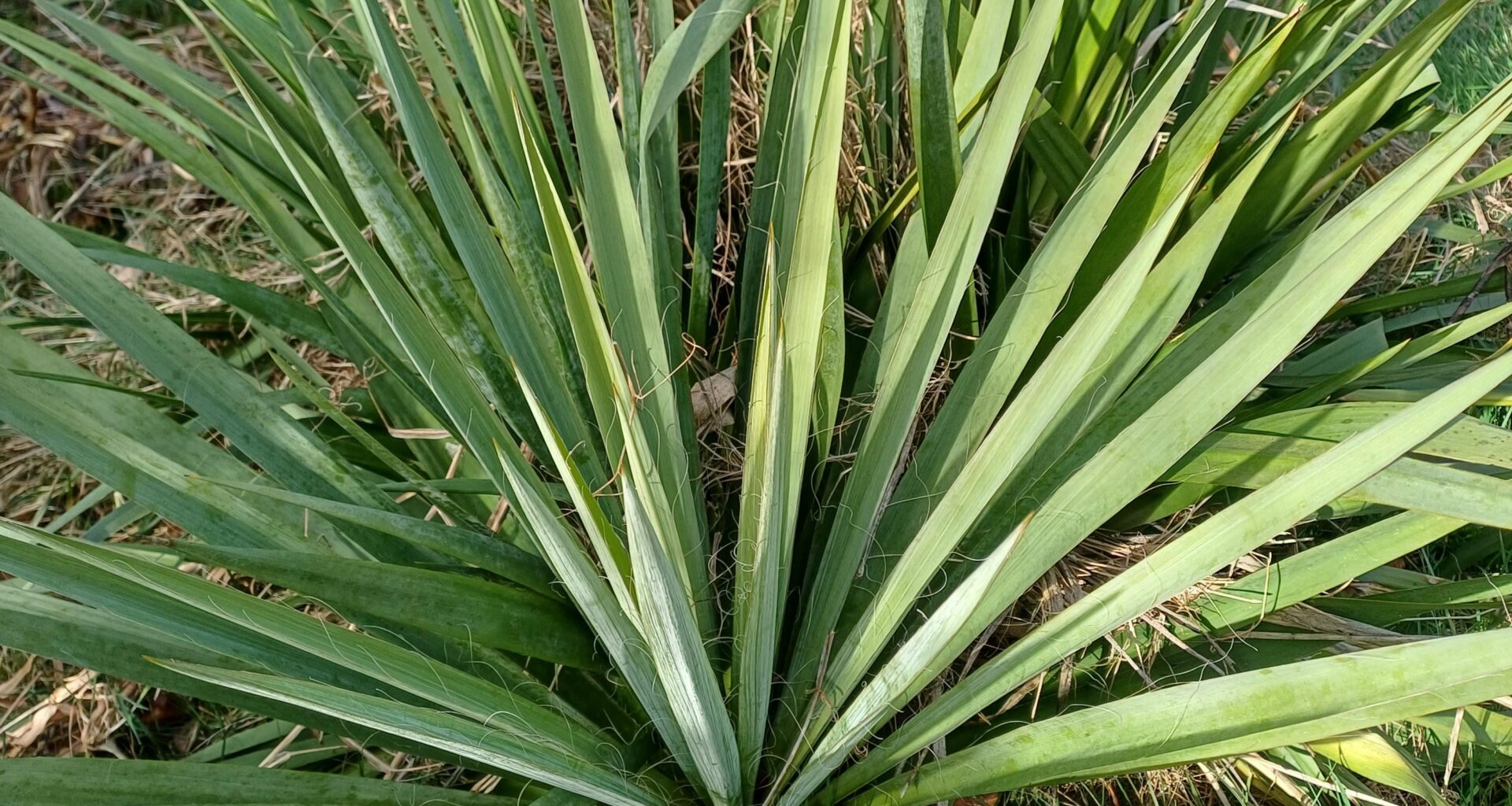 Wie wertvoll ist Yucca für die heimische Tierwelt?