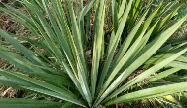 Wie wertvoll ist Yucca für die heimische Tierwelt?