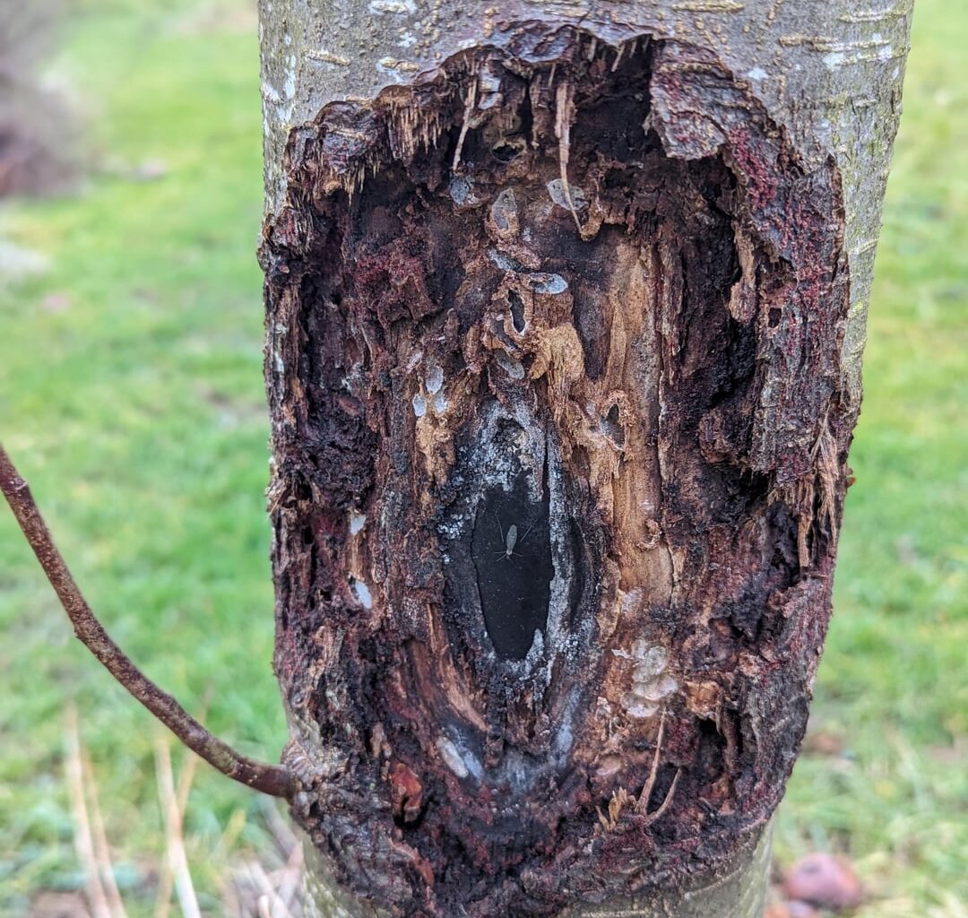 Was ist mit der Rinde passiert? 2 Bäume dem Tode geweiht?