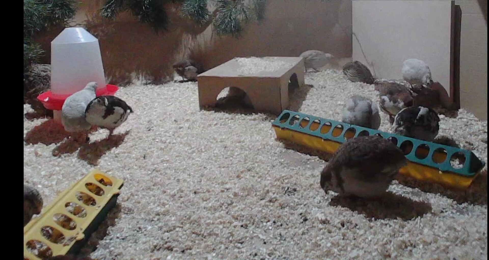 Our Happy quails