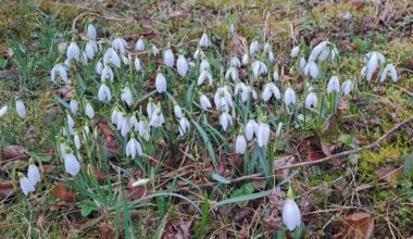 Der Frühling kommt (Ostösterreich)