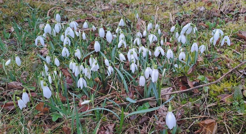 Der Frühling kommt (Ostösterreich)