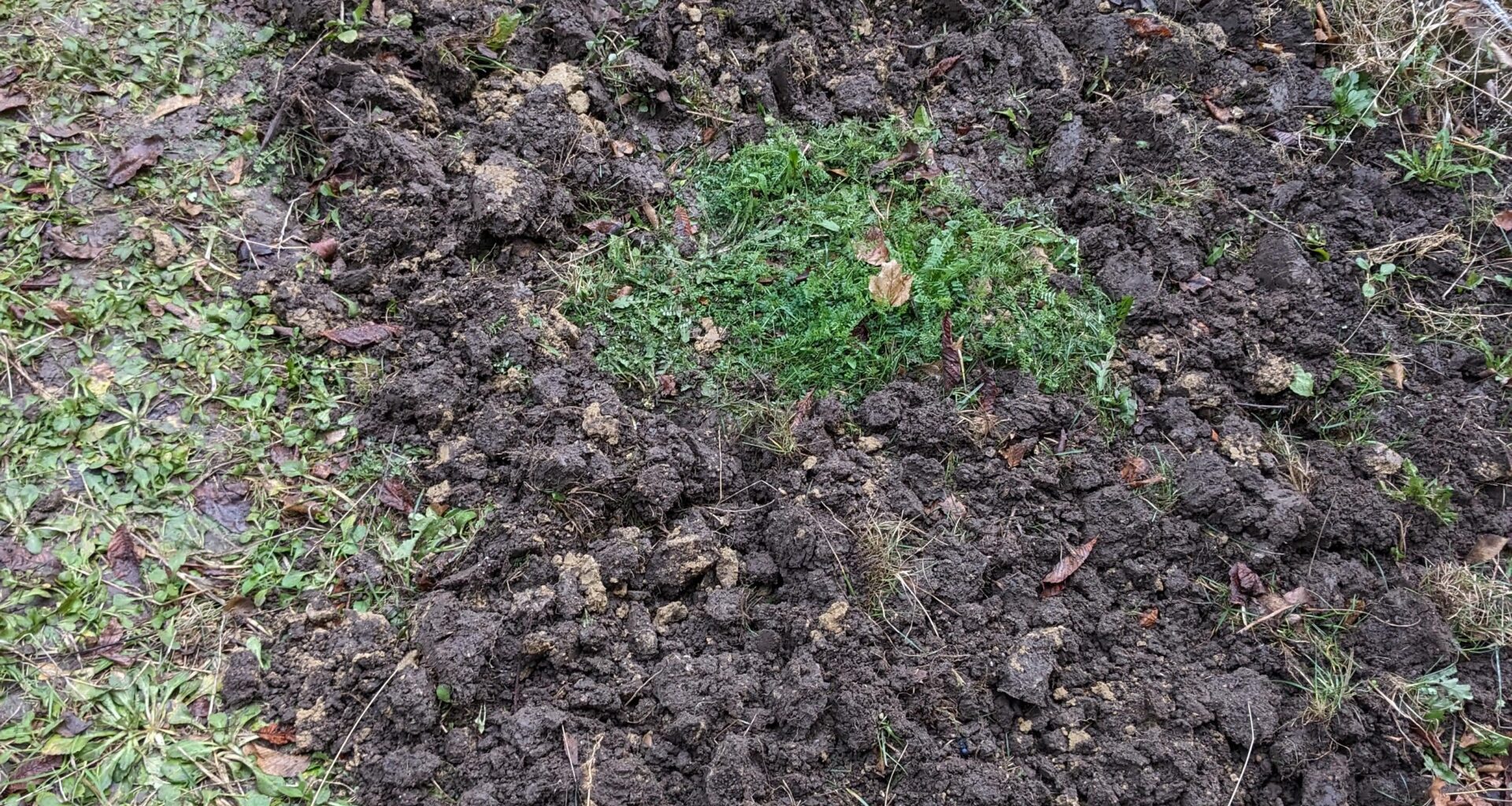 Terrassengarten umstechen? Wie weiter?