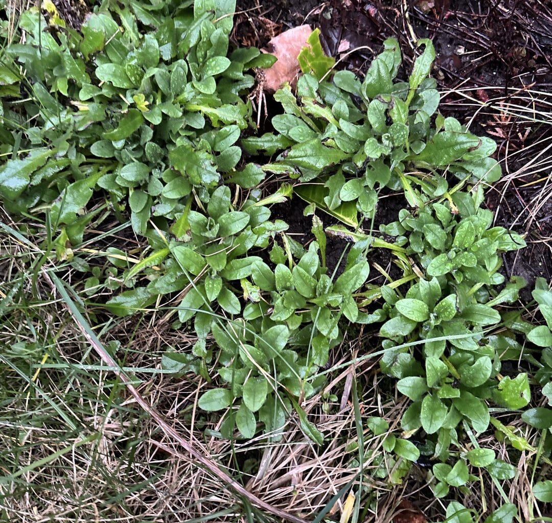 Was wächst in meinem Garten?