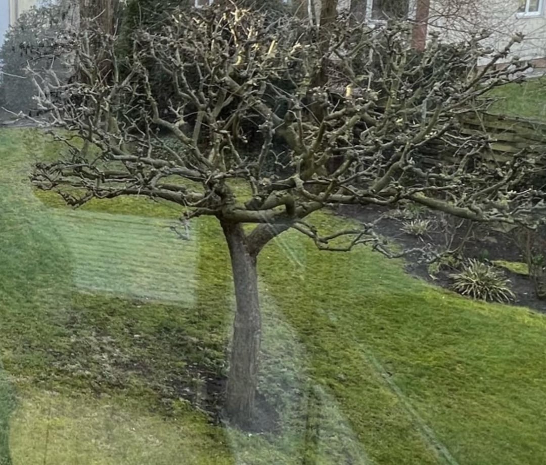 Wie Apfelbaum schneiden?