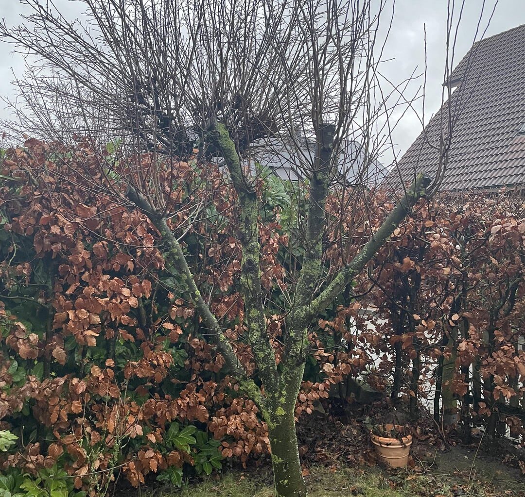 Sorgenkinder: Apfelbaum und Hecke