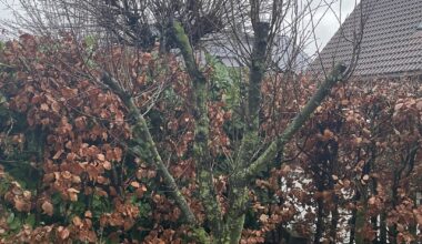 Sorgenkinder: Apfelbaum und Hecke