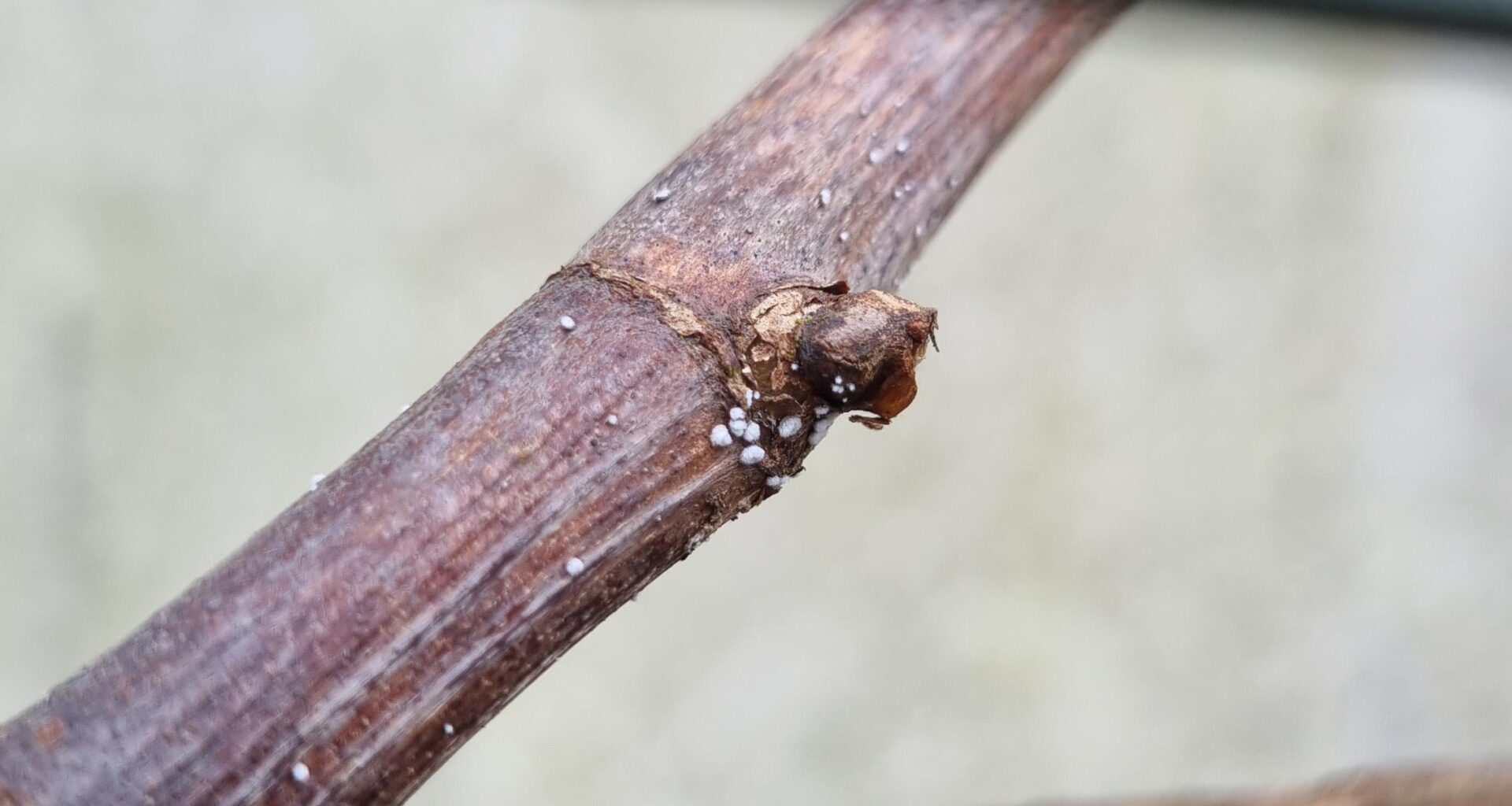 Was ist das auf meinem Wein?