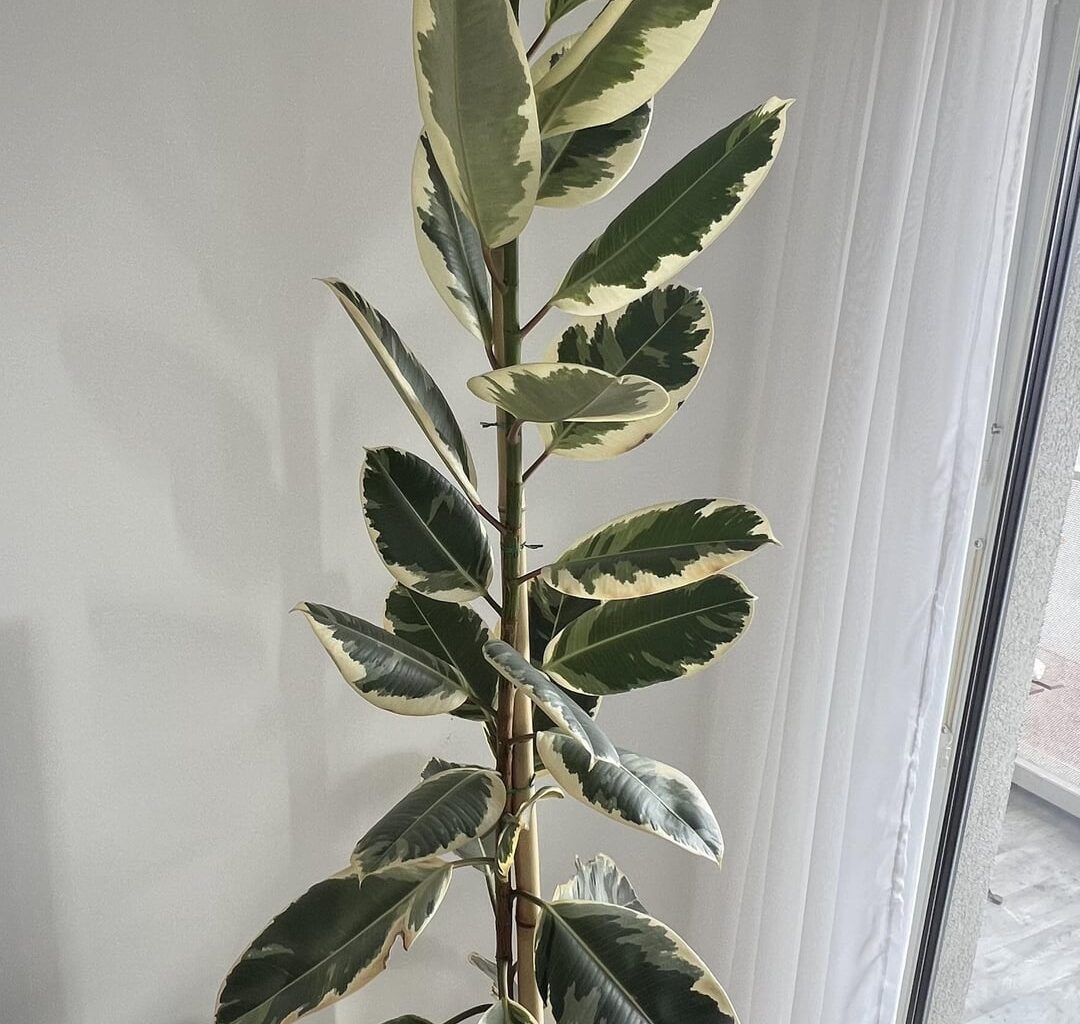 Braune Flecken auf meinem Ficus elastica