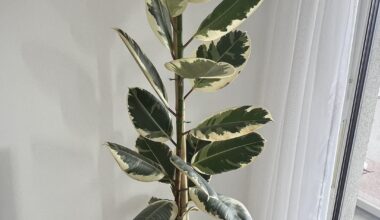 Braune Flecken auf meinem Ficus elastica