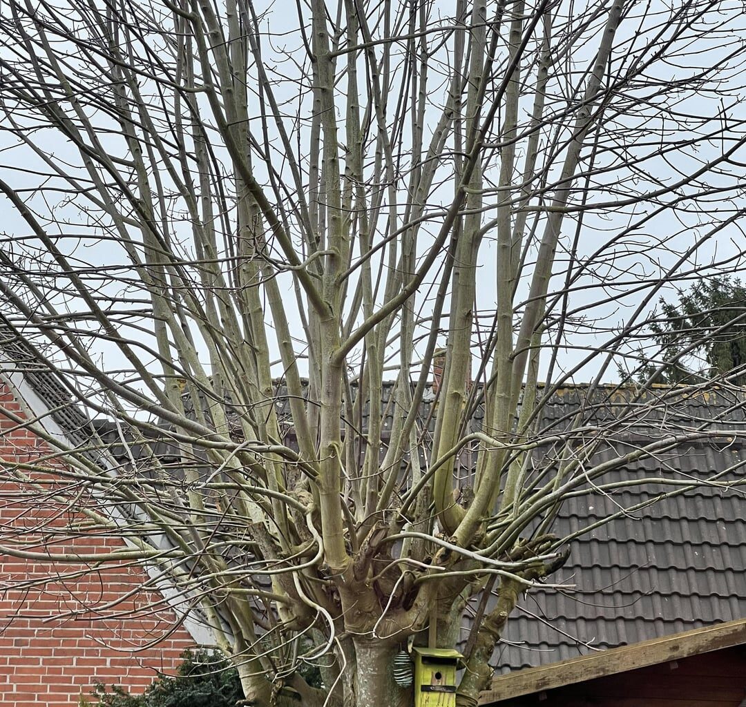 Baum retten