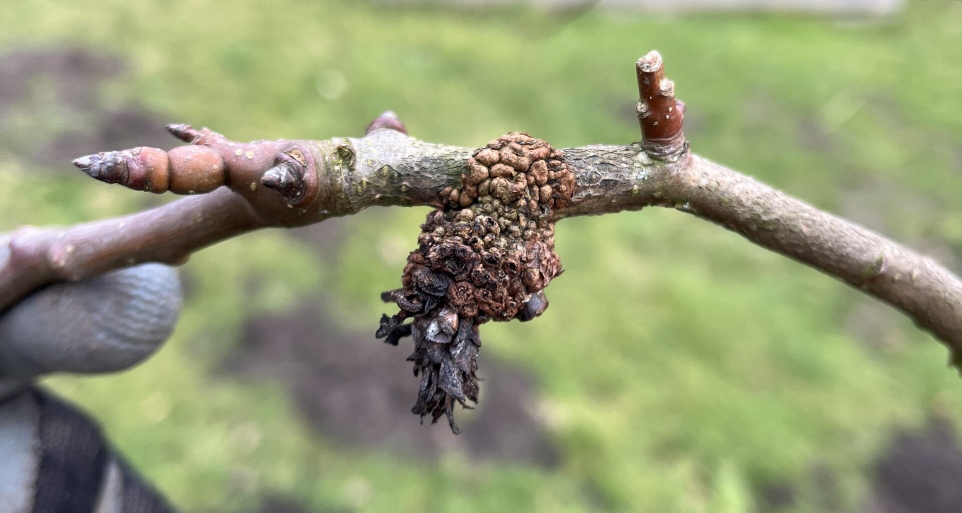 Birnenbaum krank?