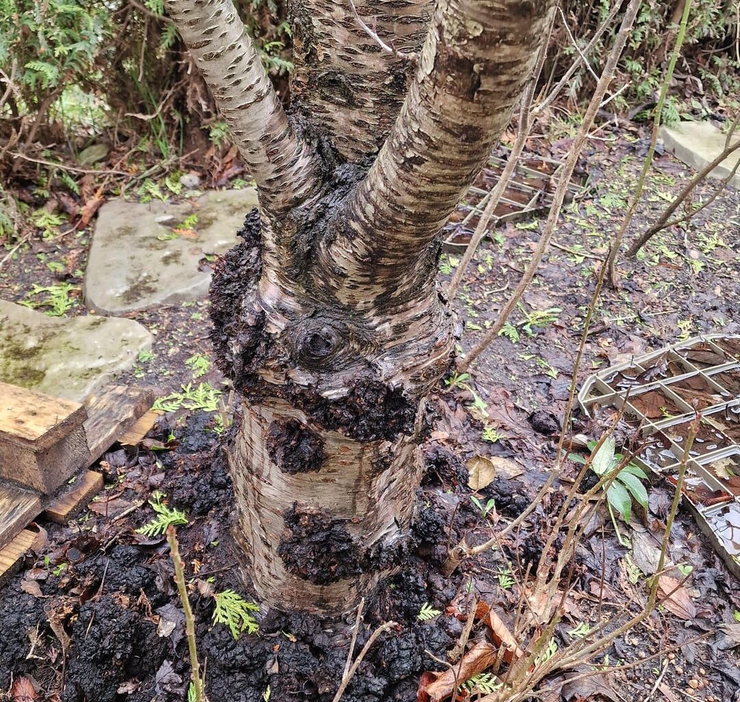 Kennt sich jemand mit Krankheiten (am Obstbaum) aus?