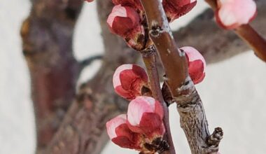 Aprikose (1) und Nektarine (2) beginnen sich auf die Mauerbienen zu freuen, aber die schlummern noch in ihren Kokons. Beim Pfirsich sprossts auch ganz leicht, aber ist noch nicht fotogen :)