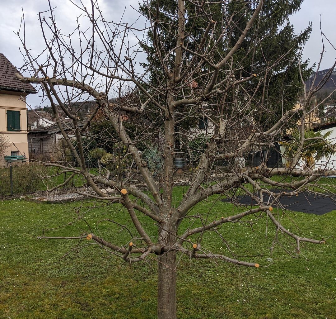 Apfelbaum vom Gärtner geschnitten