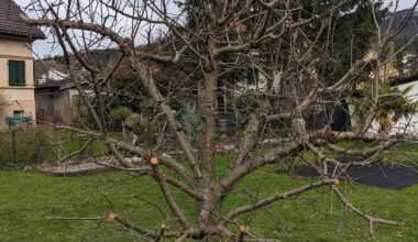 Apfelbaum vom Gärtner geschnitten