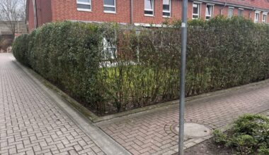 Wie kann ich unsere hässliche Hecke richtig pflegen?