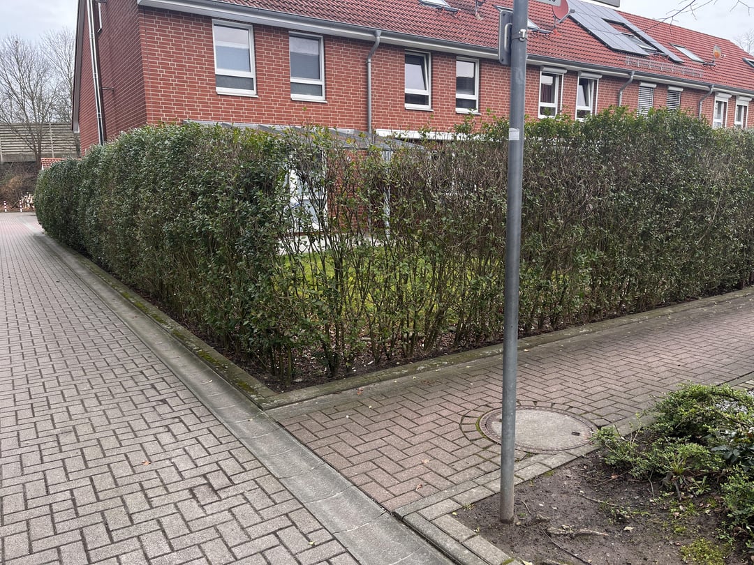 Wie kann ich unsere hässliche Hecke richtig pflegen?