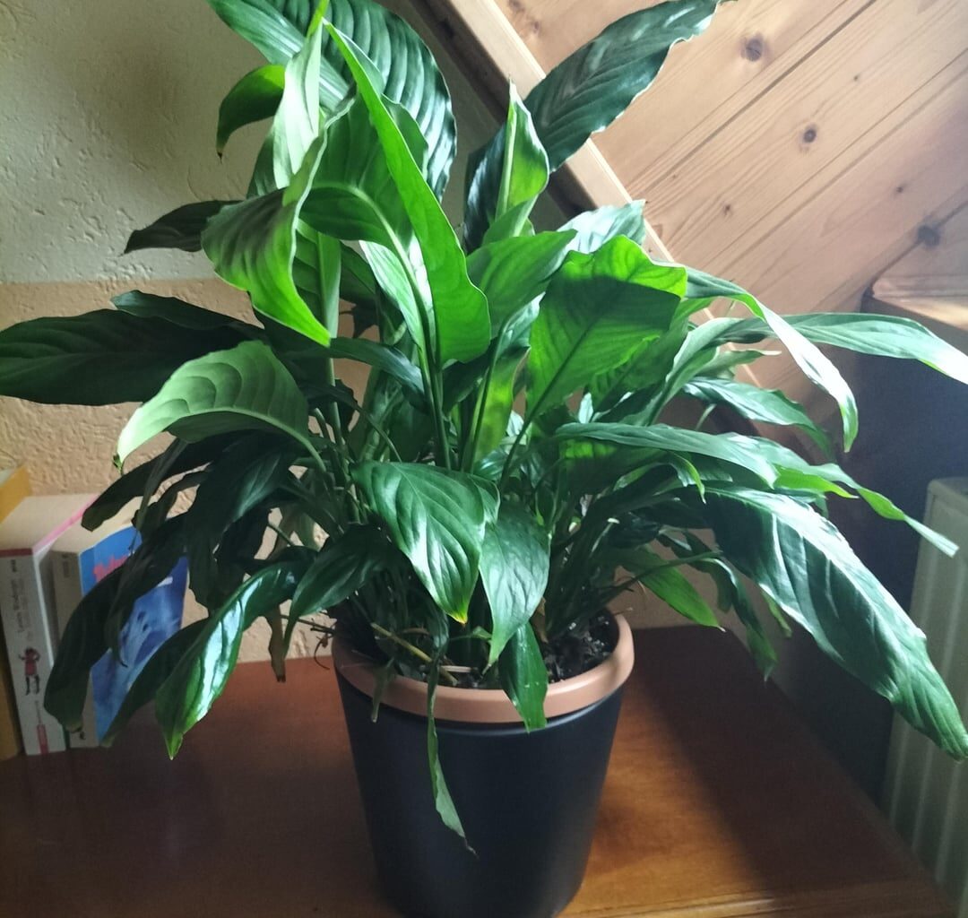 Ähnliche Erfahrung mit Spathiphyllum oder eine andere Methode