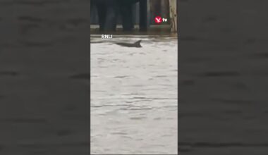 Dolphins spotted in River Thames 🐬 #uk #shorts