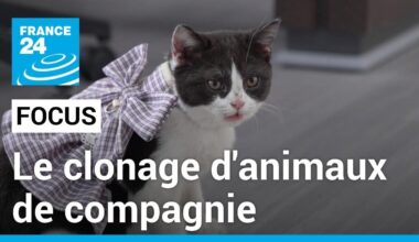 Le clonage d'animaux de compagnie en Chine, un business florissant • FRANCE 24