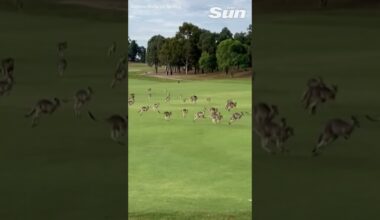 Stampede of kangaroos ambushes Australian golf course #shorts