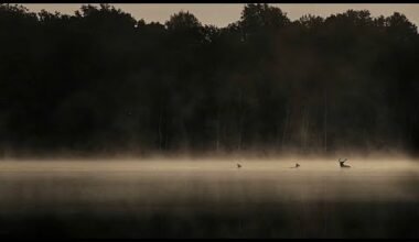 Vincent Munier nous emmène "En Forêt" au plus près du monde animal sauvage