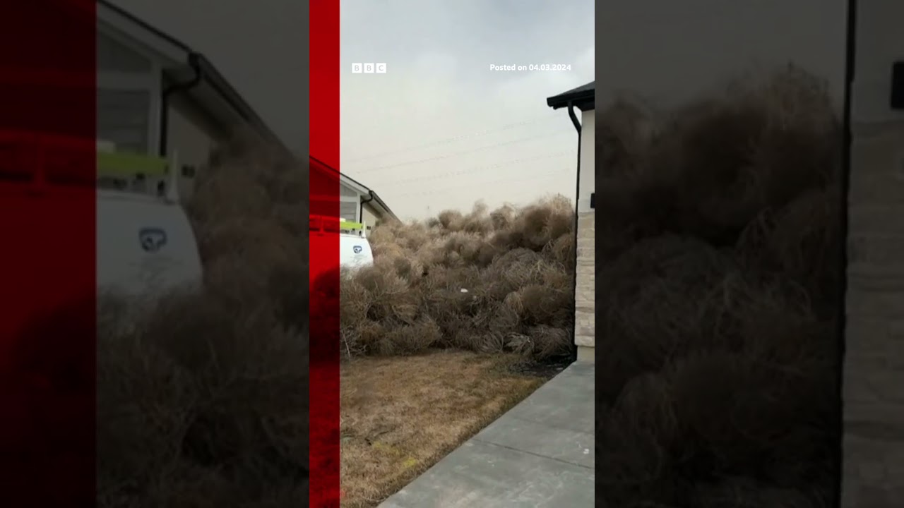 High winds in Utah and Nevada have brought with them thousands of tumbleweeds. #Shorts #BBCNews