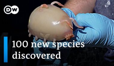 Scientists discover 100 new maritime species off New Zealand | DW News