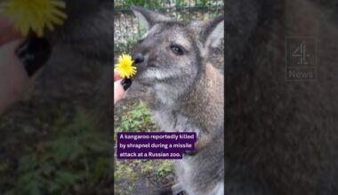 Kangaroo killed in missile attack on Russian zoo