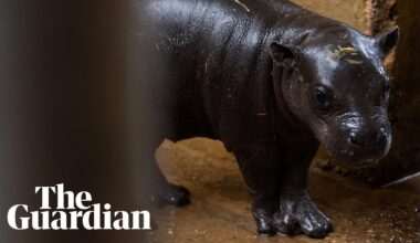 Endangered pygmy hippo born at Athens zoo