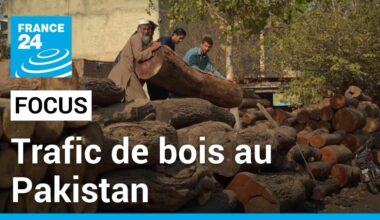 Pakistan : les autorités impuissantes face aux trafiquants de bois • FRANCE 24