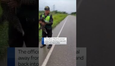 Police officers in Peru rescue a sloth after it was found slowly crawling across a busy highway