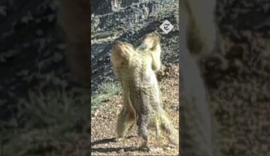 Bobak marmots playfully fight in China