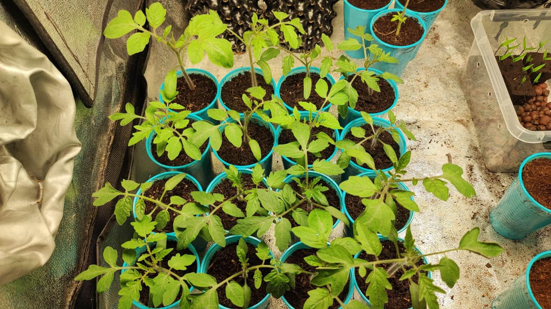 Meine Tomaten vorgezogen im Zelt zu Hause sind jetzt 18 Tage alt. Wann sollte man sie nach draußen stellen und wie groß sollen die Töpfe sein? LG