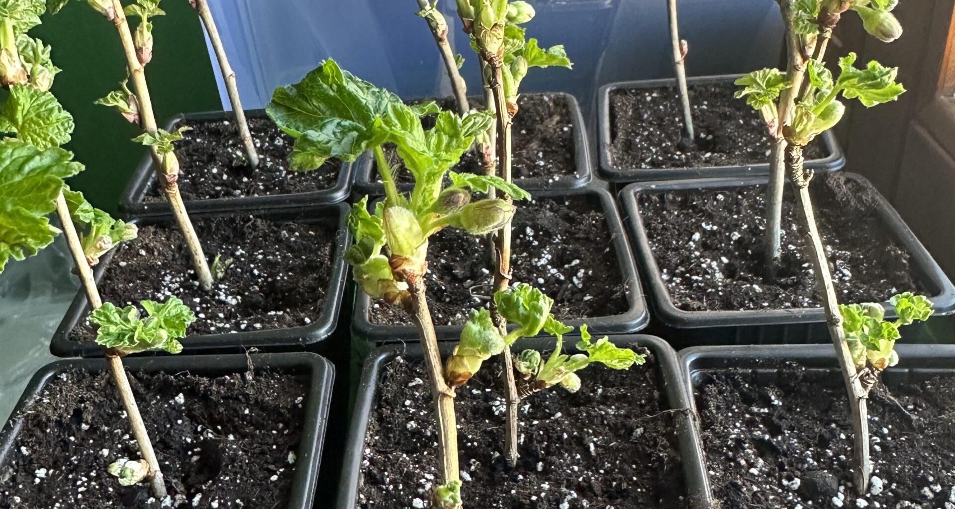 Beeren vermehren