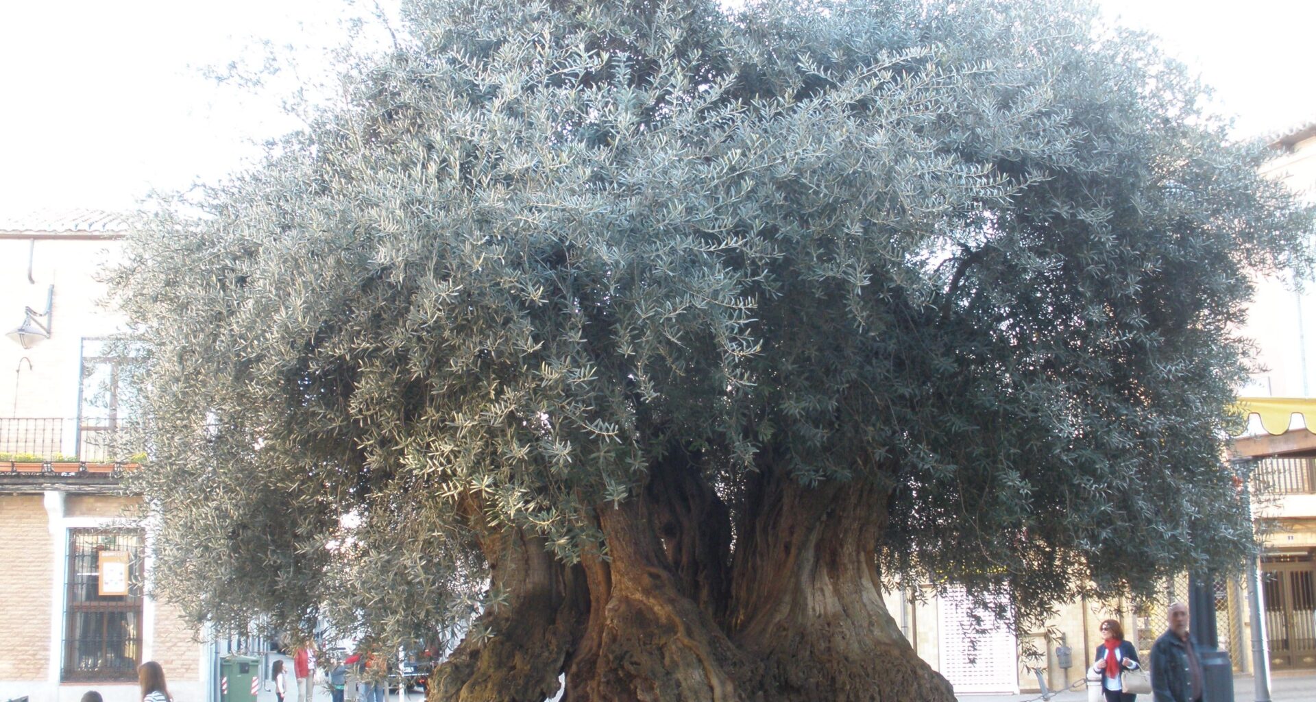 Old olive tree,High Sq . ,Daimiel ,Spain .