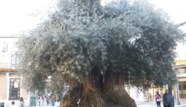 Old olive tree,High Sq . ,Daimiel ,Spain .