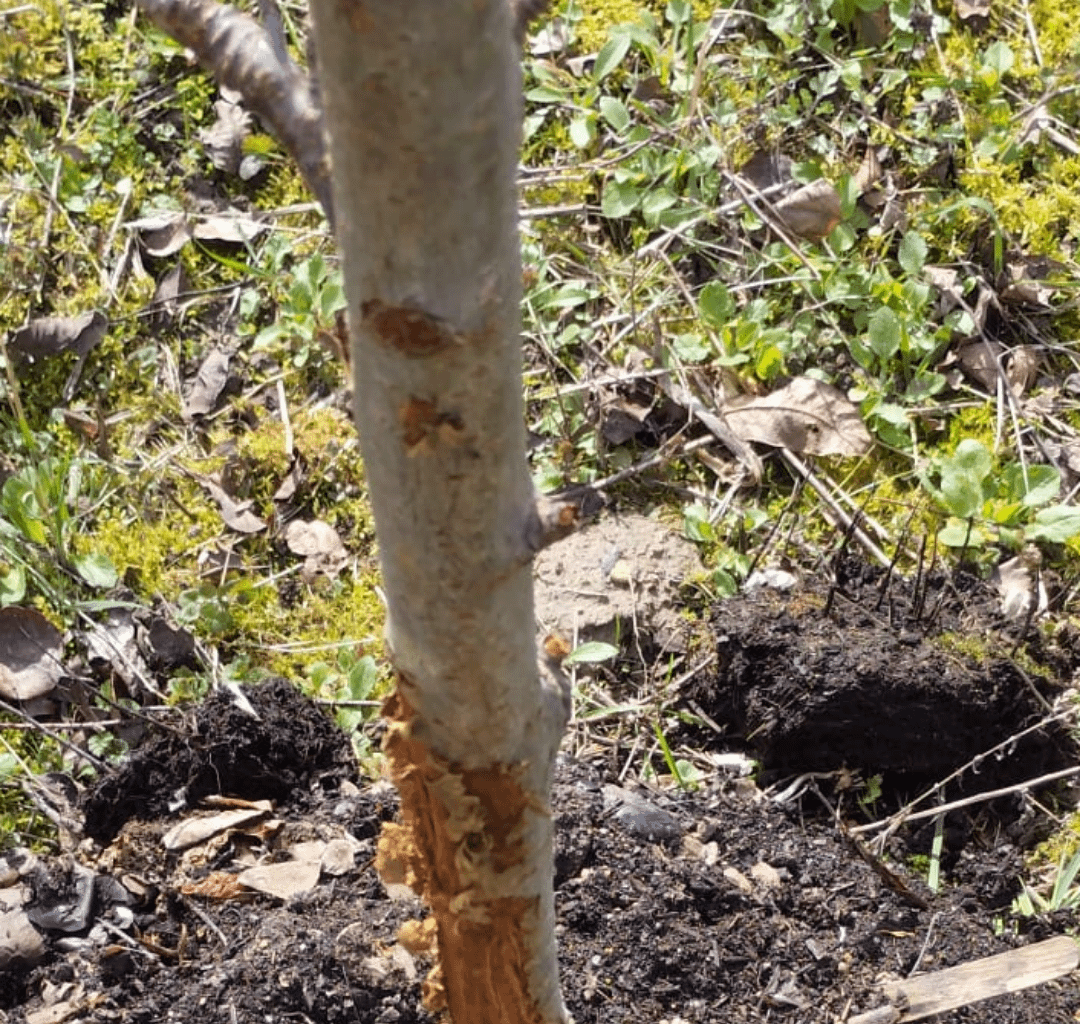 Baum angeknabbert? Rinde abgerieben