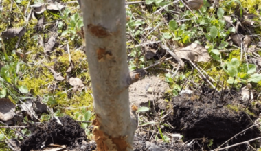 Baum angeknabbert? Rinde abgerieben