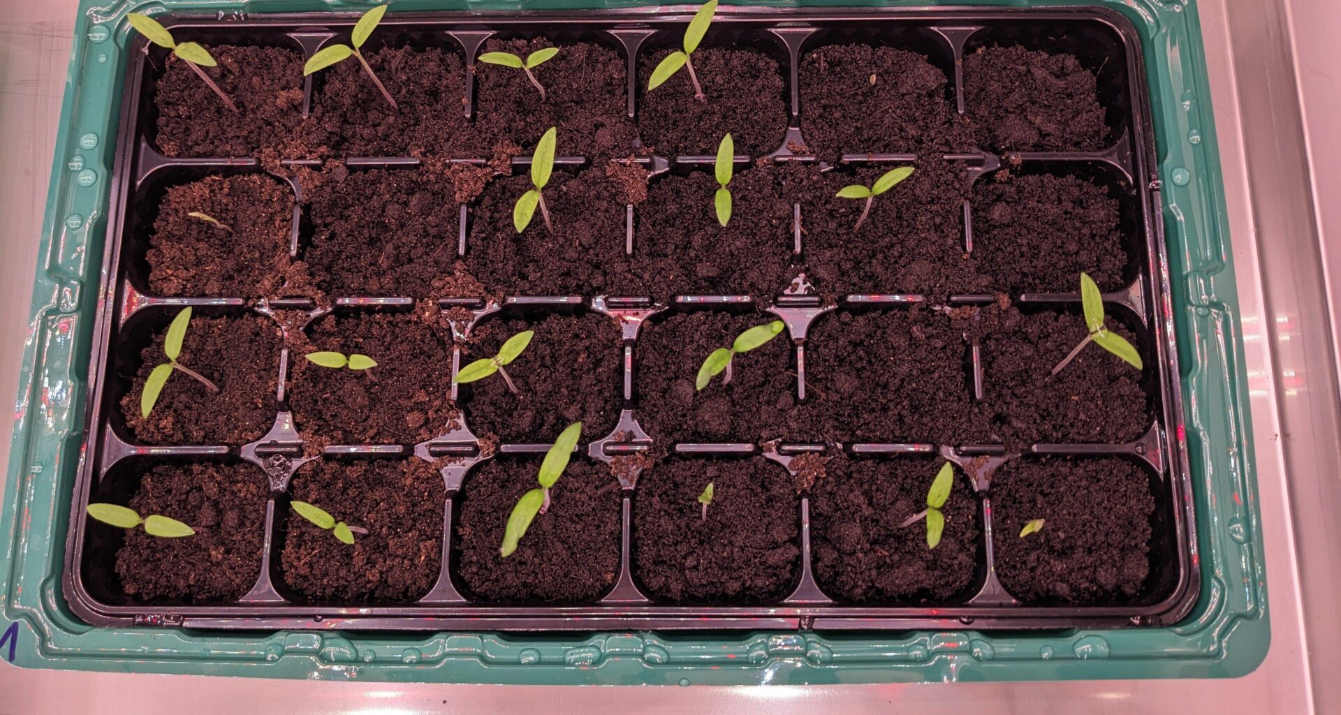 Los geht's: Vorbereitung auf die Tomaten Saison...