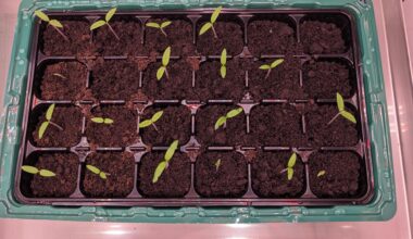 Los geht's: Vorbereitung auf die Tomaten Saison...